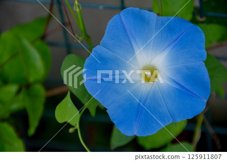 盛開的淡藍色牽牛花 盛開的淡藍色牽牛花 125911807