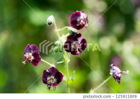 Black-flowered geranium in full bloom in a summer garden 125911809