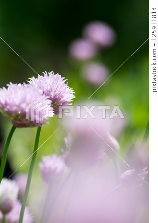 盛開的紫色韭菜花 盛開的紫色韭菜花 125911813