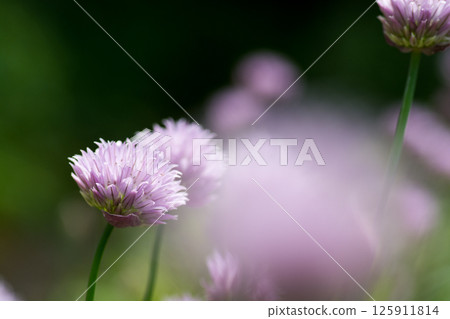 Purple chives flowers in full bloom 125911814