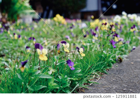 Pansy getting wet in the rain Pansy getting wet in the rain 125911881