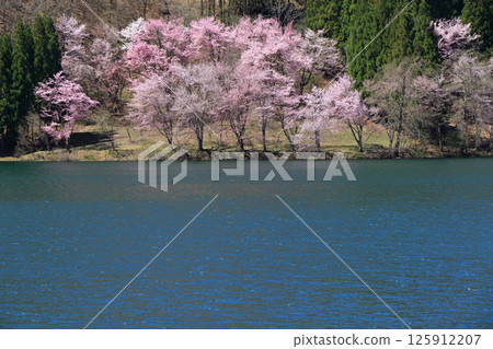 Lake Nakatsuna Sakura blooming spring Lake Nakatsuna Sakura blooming spring 125912207