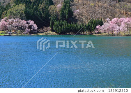 中津湖，櫻花盛開的春天 125912210