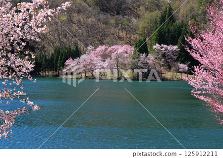 Lake Nakatsuna Sakura blooming spring 125912211