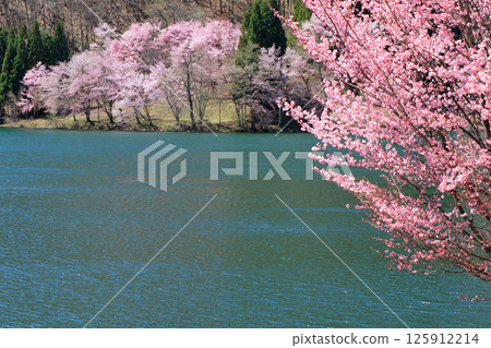 Lake Nakatsuna Sakura blooming spring Lake Nakatsuna Sakura blooming spring 125912214