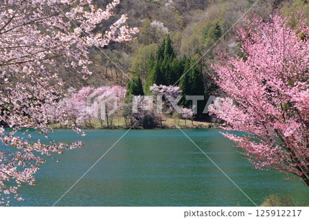 Lake Nakatsuna Sakura blooming spring 125912217
