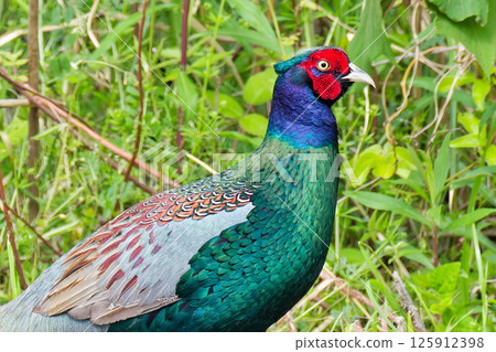 Male pheasant, close-up Male pheasant, close-up 125912398