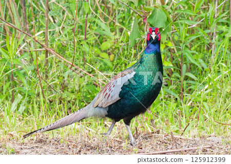 A male pheasant looking at me as he walks 125912399