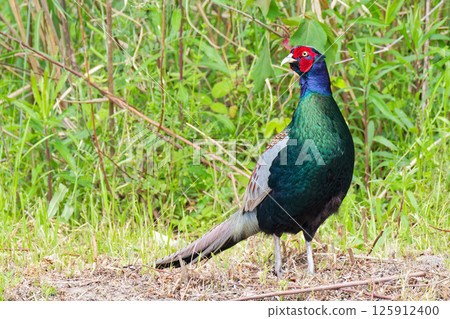 雄雉回頭望去 雄雉回頭望去 125912400