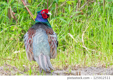 Male pheasant turning around 125912511