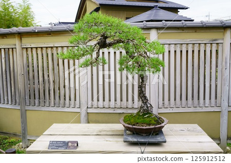 7835 Bonsai Akamatsu "Kikarai" BONSAI 125912512