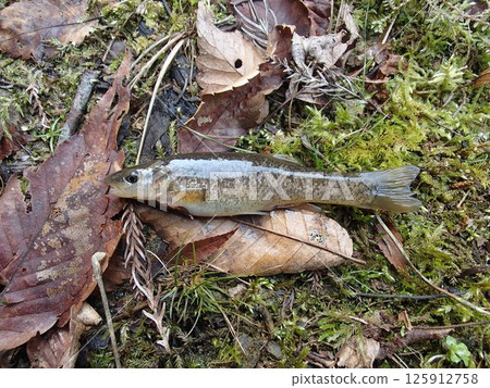 Satoyama Satoyama 125912758