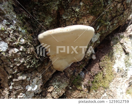 里山 里山 125912759