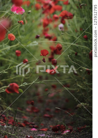 Poppy Road 125912795