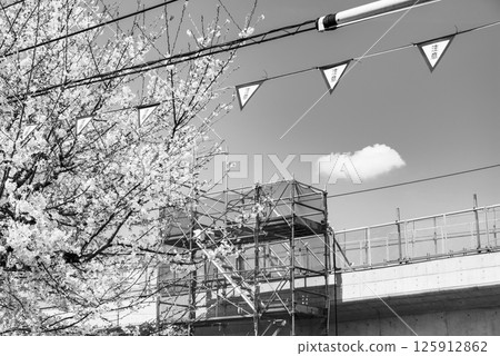 鐵路高架橋施工與櫻花盛開 東京東村山站週邊 2025.04 a-6 單色 125912862