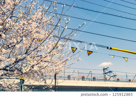 Railway viaduct construction and cherry blossoms blooming around Higashimurayama Station, Tokyo 2025.04 b-3 Warm and cool colors 125912865