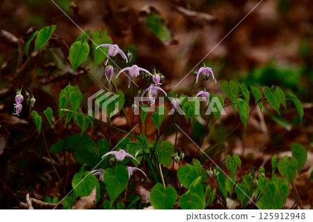 Epimedium growing wild in the fields in spring 125912948
