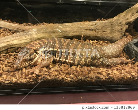 A lizard taking a nap 125912969