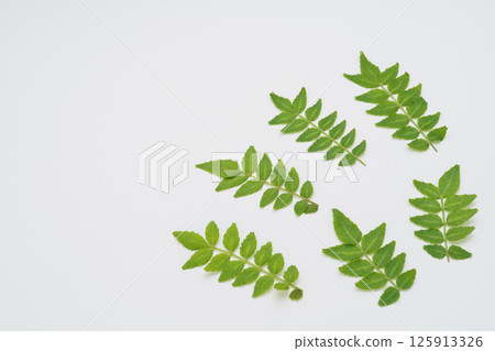 Japanese pepper leaves and buds Japanese pepper leaves and buds 125913326
