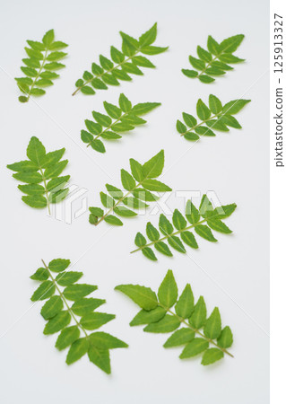 Japanese pepper leaves and buds Japanese pepper leaves and buds 125913327