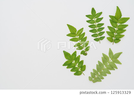 Japanese pepper leaves and buds Japanese pepper leaves and buds 125913329