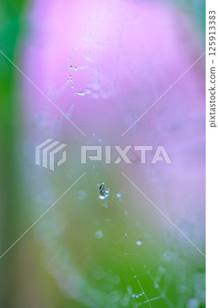 沾滿晨露的杜鵑花，上面佈滿了蜘蛛網和即將灑落的水滴 125913383