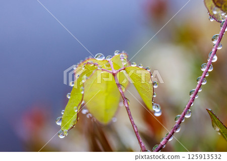 杜鵑花的葉子沾滿了晨露，還有許多水滴即將灑落 125913532
