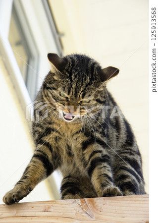 Cat portrait on the wall Cat portrait on the wall 125913568