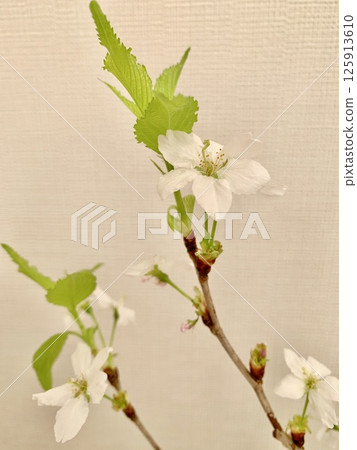 Stock Photo: Keiou Sakura (vertical) Stock Photo: Keiou Sakura (vertical) 125913610