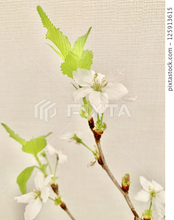 Stock Photo: Keiou Sakura (vertical) 125913615