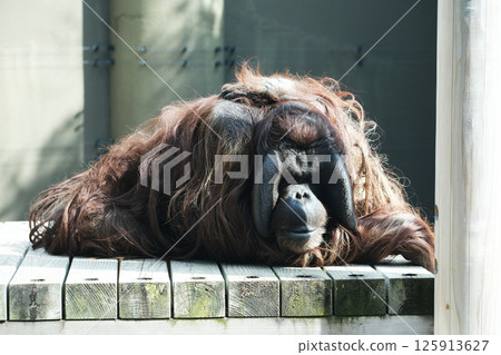 婆羅洲猩猩休息 125913627