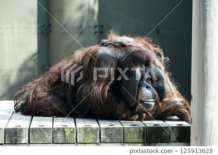 Borneo orangutan resting 125913628