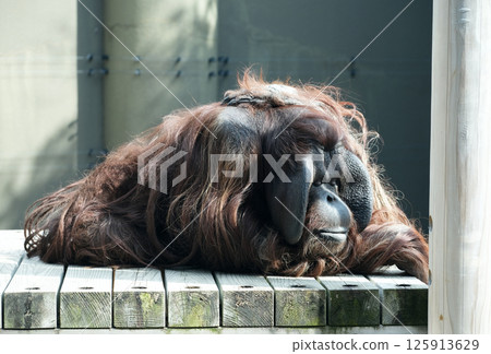 婆羅洲猩猩休息 婆羅洲猩猩休息 125913629