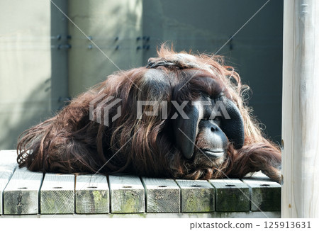 婆羅洲猩猩休息 婆羅洲猩猩休息 125913631