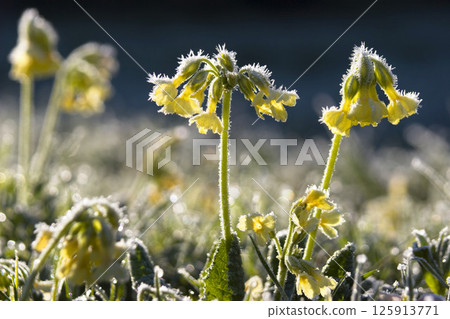 Primrose on meadow, Primula elatior, whitefrost, Upper Bavaria, Germany Primrose on meadow, Primula elatior, whitefrost, Upper Bavaria, Germany 125913771