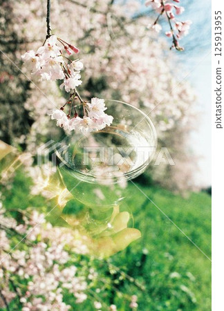 I love cherry blossoms 125913955