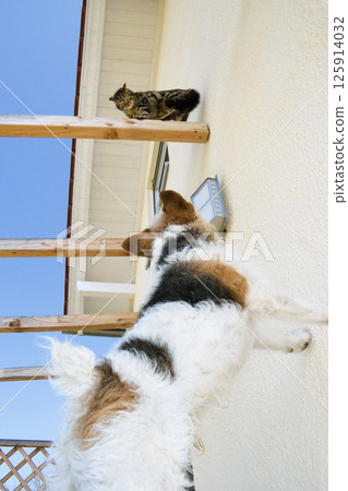 cat and dog on the door cat and dog on the door 125914032