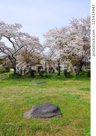 Special Historic Site: Yamadadera Temple Ruins, Cherry Blossoms in Full Bloom Special Historic Site: Yamadadera Temple Ruins, Cherry Blossoms in Full Bloom 125914043