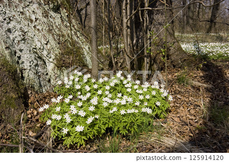 white flowers on the tree white flowers on the tree 125914120