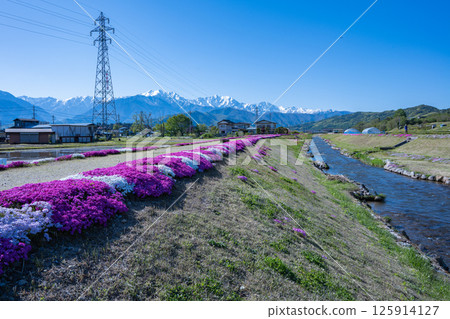 Nogugawa River Park, Moss Phlox, Omachi City, Nagano Prefecture Nogugawa River Park, Moss Phlox, Omachi City, Nagano Prefecture 125914127