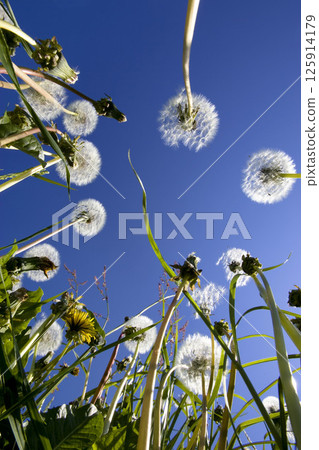 Dandelion meadow, Taraxacum officinale Dandelion meadow, Taraxacum officinale 125914179