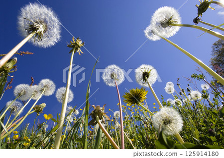 Dandelion meadow, Taraxacum officinale Dandelion meadow, Taraxacum officinale 125914180
