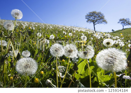 Dandelion meadow, Taraxacum officinale Dandelion meadow, Taraxacum officinale 125914184