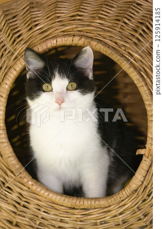 Domestic cat in basket Domestic cat in basket 125914185