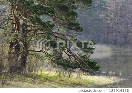 Pinus sylvestris, Upper Bavaria, Germany Pinus sylvestris, Upper Bavaria, Germany 125914188