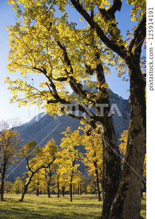 Yellow autumn trees in the mountains 125914191