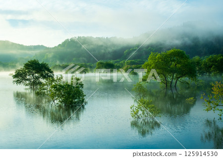 白川湖被淹沒的森林 125914530