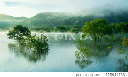 Submerged forest of Shirakawa lake 125914533