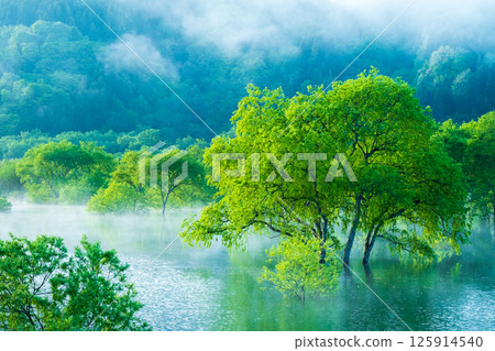 白川湖被淹沒的森林 125914540