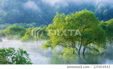 白川湖被淹沒的森林 125914541